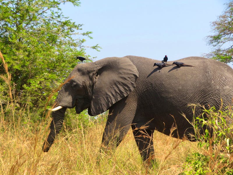 Elefant im Murchison Falls Nationalpark in Uganda - ©Julian Bartsch - Eberhardt TRAVEL