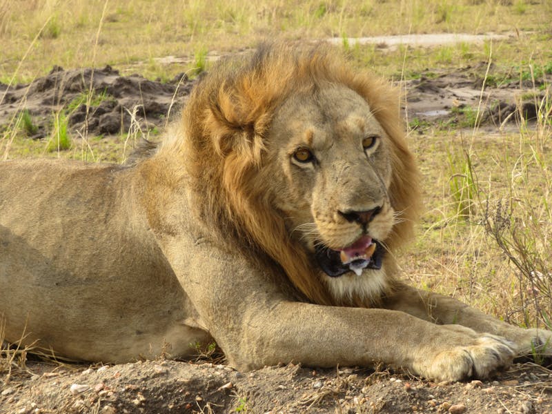 Löwe im Queen Elizabeth Nationalpark in Uganda - ©Julian Bartsch - Eberhardt TRAVEL