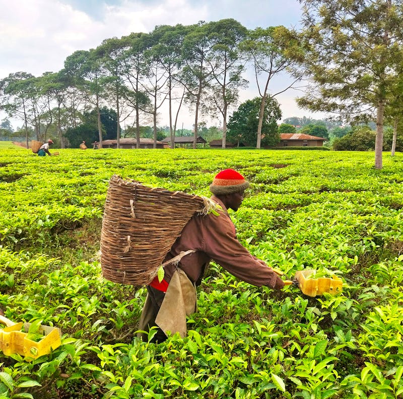 Tee-Ernte bei Fort Portal in Uganda - ©Julian Bartsch - Eberhardt TRAVEL