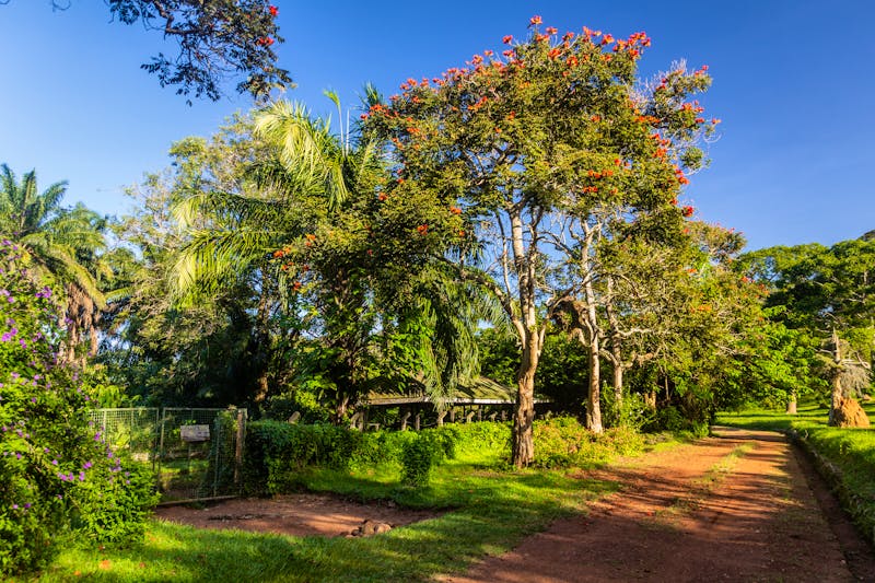 Botanischer Garten in Entebbe - Uganda - ©Matyas Rehak - stock.adobe.com
