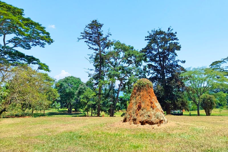 Botanischer Garten in Entebbe - Uganda - ©Julien Bartsch - Eberhardt TRAVEL
