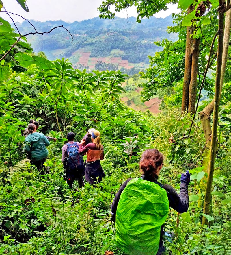 Gorilla Trekking im Bwindi Impenetrable Nationalpark in Uganda - ©Julian Bartsch - Eberhardt TRAVEL