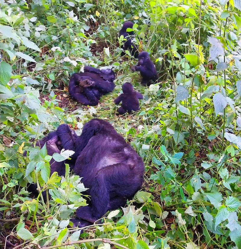 Gorillas im Bwindi Impenetrable Nationalpark in Uganda - ©Julian Bartsch - Eberhardt TRAVEL