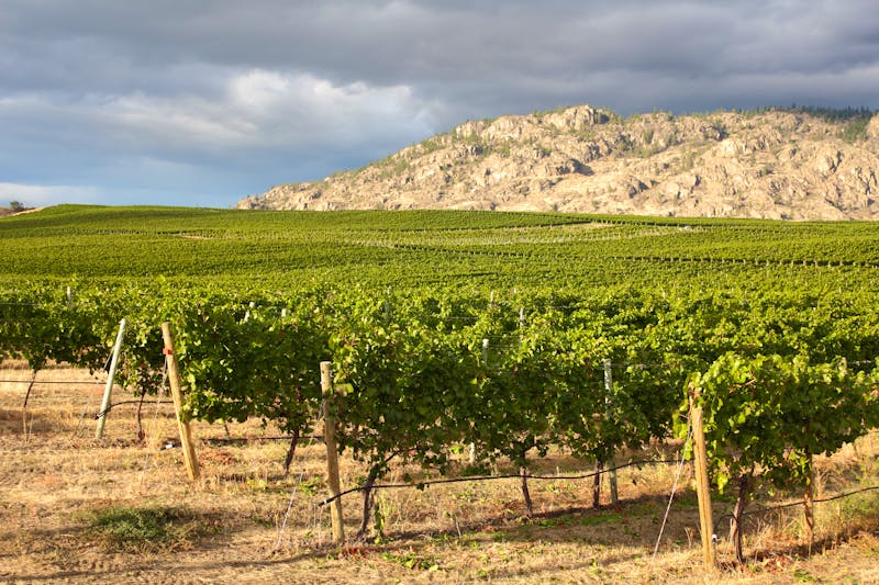 Weinanbau im Okanagan Valley - British Columbia - ©maxdigi - stock.adobe.com