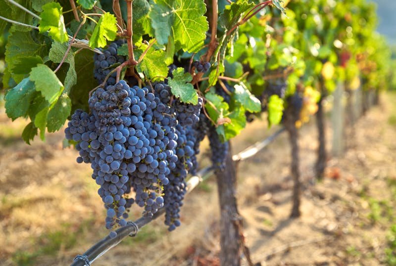 Weinanbau im Okanagan Valley - British Columbia - ©maxdigi - stock.adobe.com