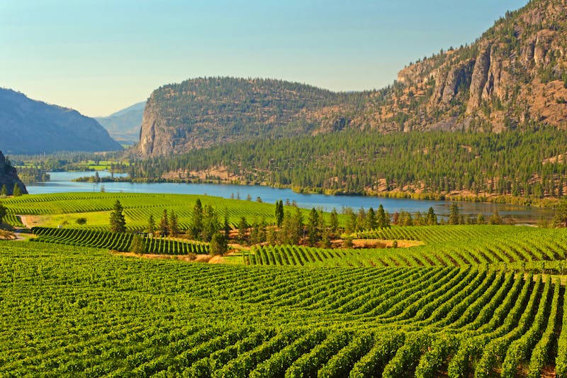 Weinanbau im Okanagan Valley - British Columbia - ©maxdigi - stock.adobe.com