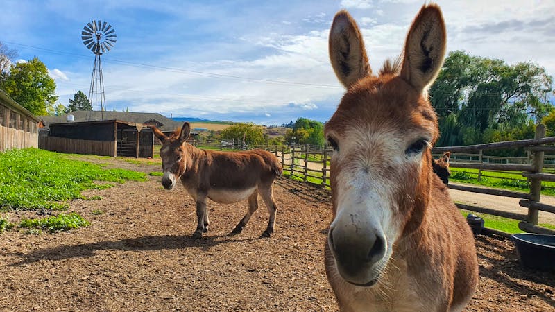 Esel auf der O'Keefe Ranch in British Columbia - ©Kristin Weigel - Eberhardt TRAVEL