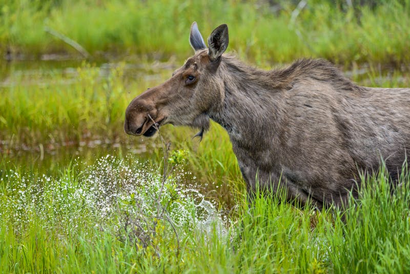 Elch im Yukon Territorium im Norden Kanadas - ©Scalia Media - stock.adobe.com