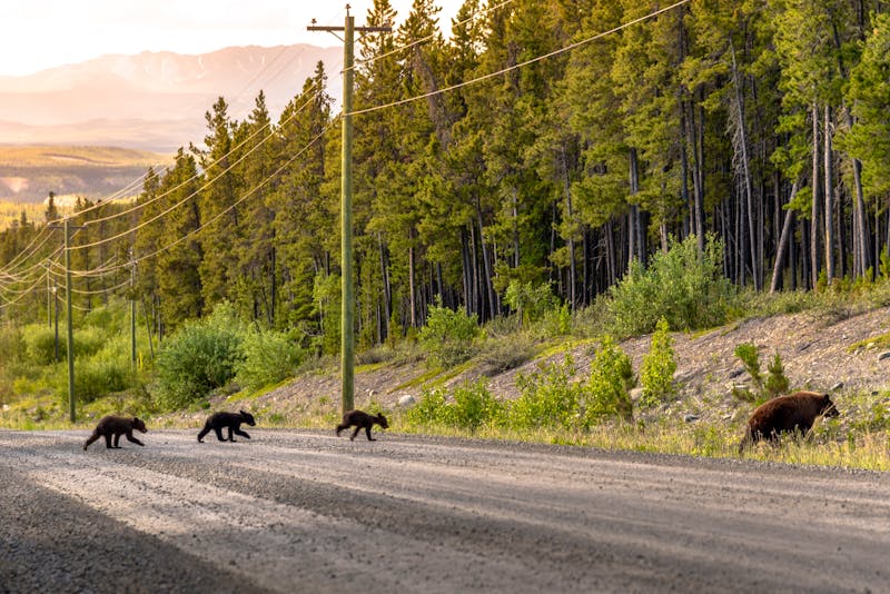 Bärenfamilie überquert den Highway bei Whitehorse im Yukon Territorium - ©Scalia Media - stock.adobe.com
