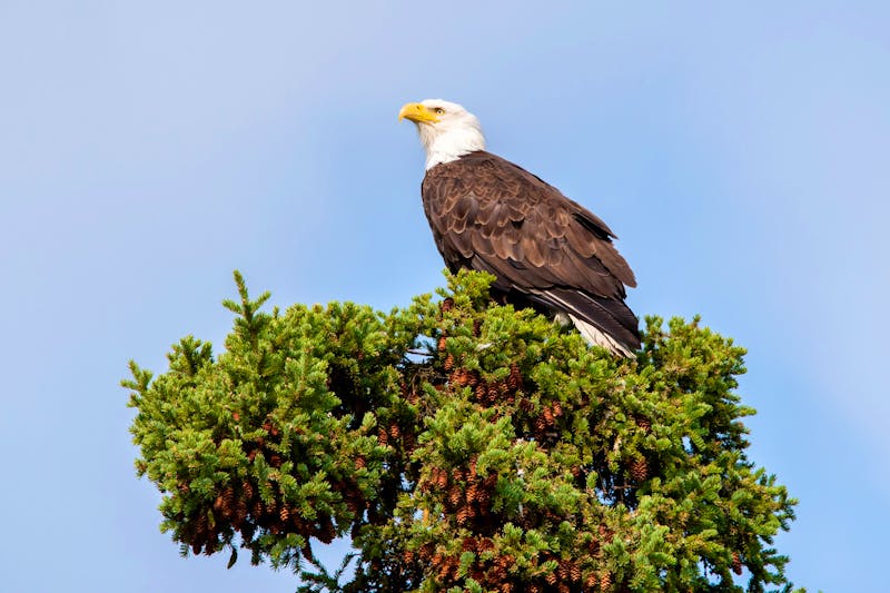 Weißkopfseeadler im Yukon Territorium - Kanada - ©Scalia Media - stock.adobe.com