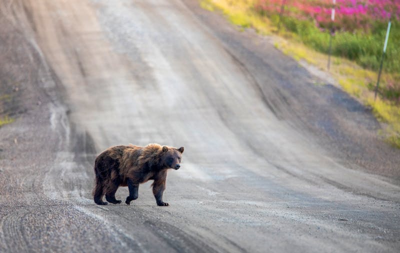 Grizzlybär auf dem Dempster Highway - ©Mike - stock.adobe.com