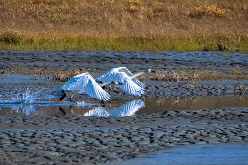 Schwäne in der kanadischen Tundra im Yukon Territorium - ©Pascale Gueret - stock.adobe.com