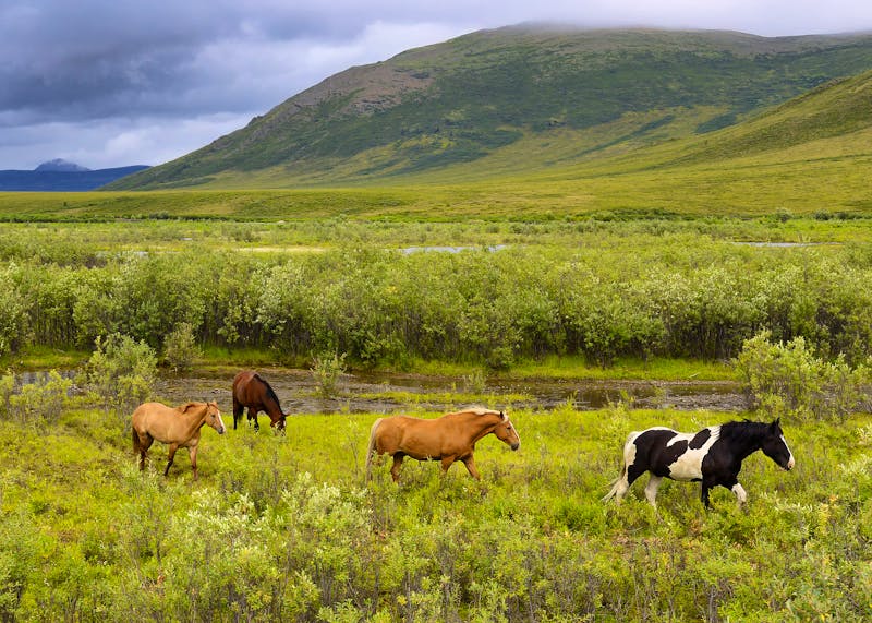 Pferde im Yukon Territorium - ©Pecold - stock.adobe.com