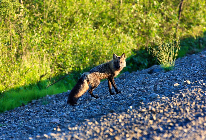 Polarfuchs am Dempster Highway im Yukon Territorium - ©Ian - stock.adobe.com