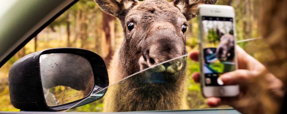 Auf Tuchfühlung mit einem Elch in Schweden – © Jerker Andersson/imagebank.sweden.se