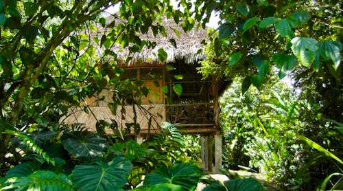 Liana Lodge Bungalow – © 2024, Liana Lodge