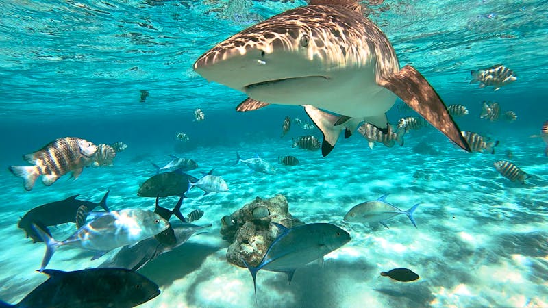 Schnorcheln mit Haien - ©Fly_and_Dive - stock.adobe.com