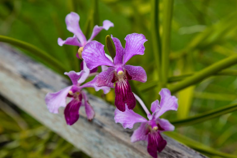 Orchidee auf der Fidschi-Insel Viti Levu - ©anatoliil - stock.adobe.com
