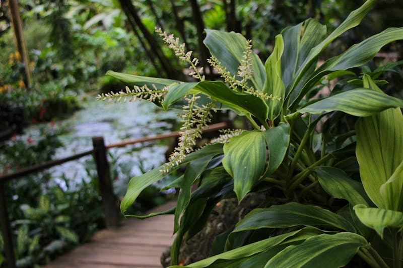 Garden of the Sleeping Giant auf der Fidschi-Insel Viti Levu - ©Tamara - stock.adobe.com