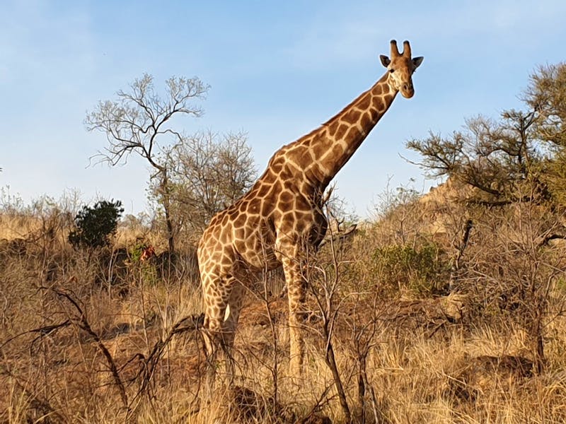 Giraffe im Pilanesberg-Nationalpark in Südafrika - ©Benjamin Rodriguez Manzanares - Eberhardt TRAVEL