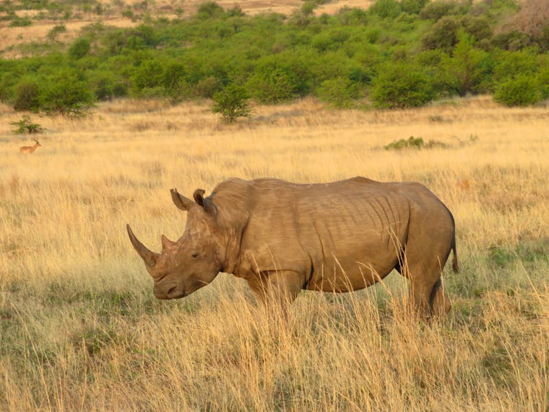 Safari im Pilanesberg-Nationalpark - ©Anna Stiebing - Eberhardt TRAVEL