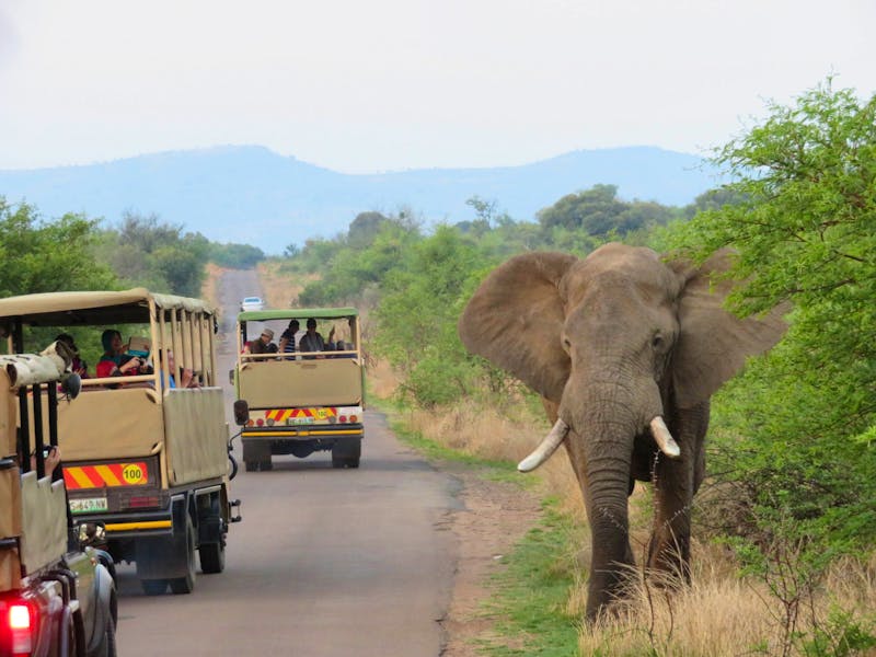 Safari im Pilanesberg-Nationalpark - ©Anna Stiebing - Eberhardt TRAVEL