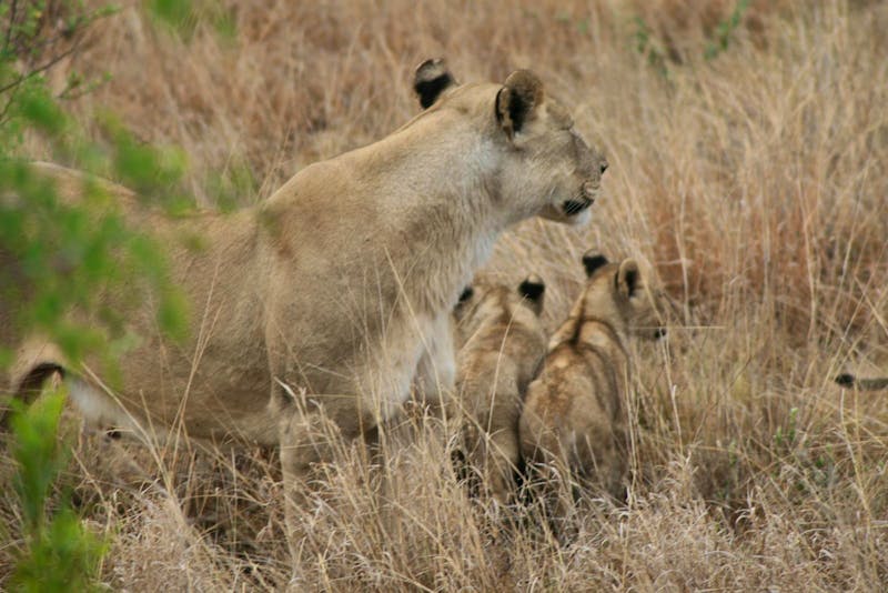 Löwen im Pilanesberg-Nationalpark - ©Isabel Braksiek - Eberhardt TRAVEL