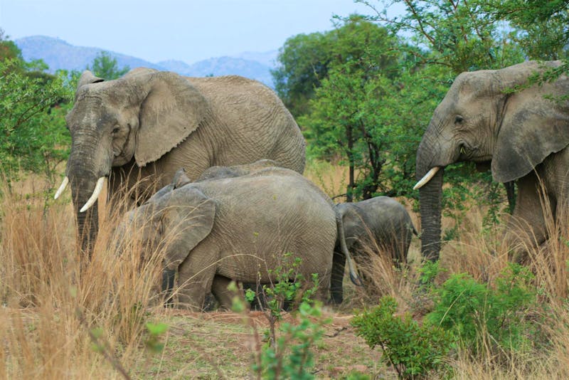 Elefanten im Pilanesberg-Nationalpark - ©Isabel Braksiek - Eberhardt TRAVEL
