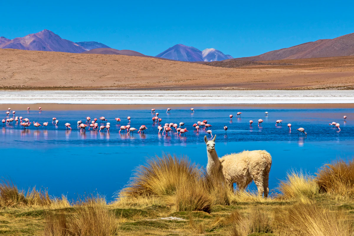 Lama und Flamingos an der Laguna Hedionda in Bolivien&nbsp;&ndash;&nbsp;&copy;&nbsp;jefwod - stock.adobe.com