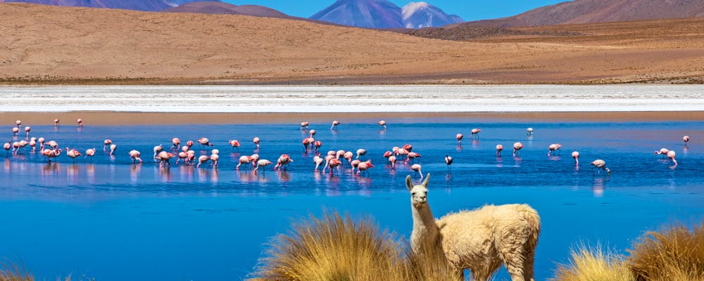 Lama und Flamingos an der Laguna Hedionda in Bolivien – © jefwod - stock.adobe.com
