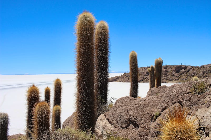 Insel Incahuasi auf dem Salar de Uyuni - ©Marianne Förster - Eberhardt TRAVEL