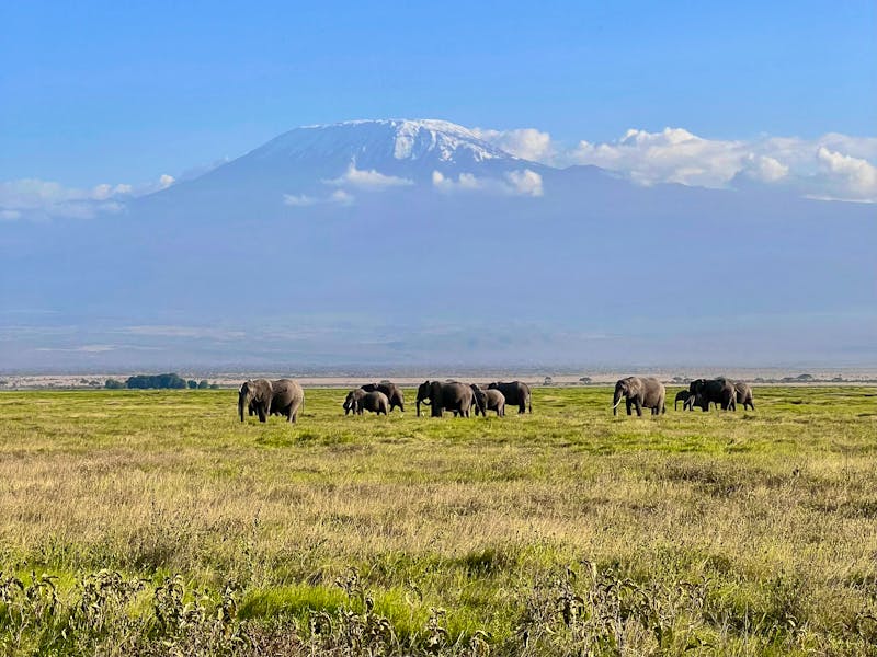 Elephants Grazing in Front of Mount Kilimanjaro, Amboseli National Park, Kenya - ©Clara - stock.adobe.com