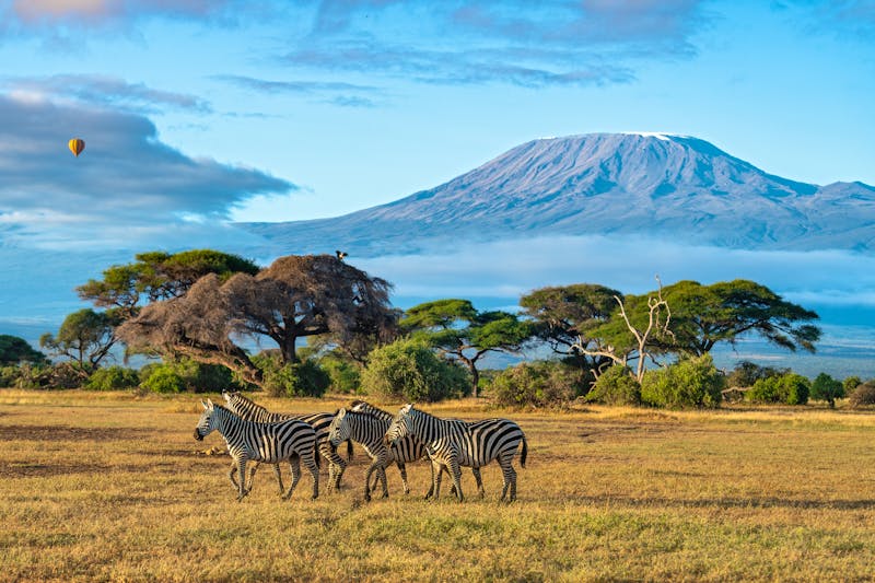 A herd of plains zebra walks against the clear view of mount Kilimanjaro and balloon flying in a blue morning sky at Amboseli National Park, Kenya  - ©Soumabrata Moulick - stock.adobe.com