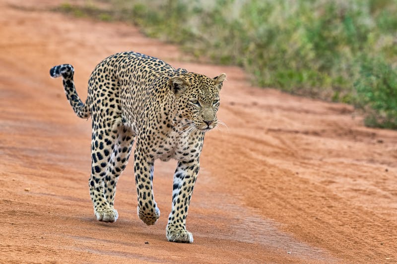 Leopard im Tsavo West National Park, Kenia - ©Erich Schmidt/imageBROKER - stock.adobe.com