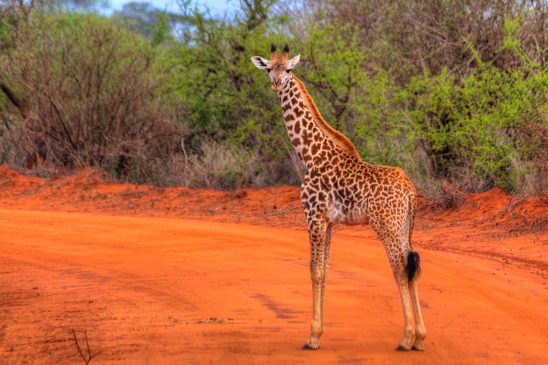 Safari im Tsavo West National Park, Kenia - ©Copyright © by Frank Fritzsche and MALINDI.INFO