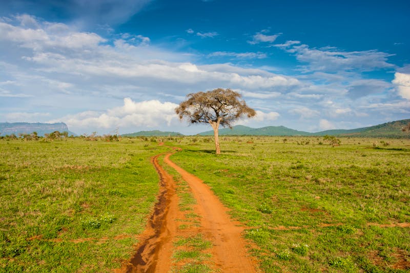 Tsavo West National Park, Kenia - ©Tomasz - stock.adobe.com