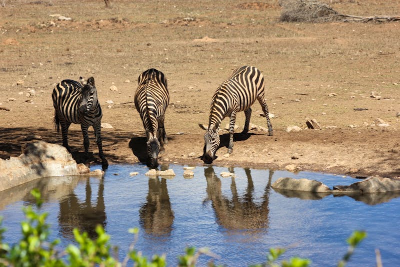 Tsavo West National Park, Kenia - ©altix5 - stock.adobe.com