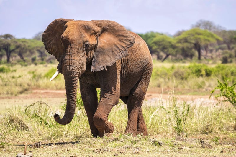 Elefant im Tsavo West National Park - ©Jacek Sopotnicki/imageBROKER - stock.adobe.com