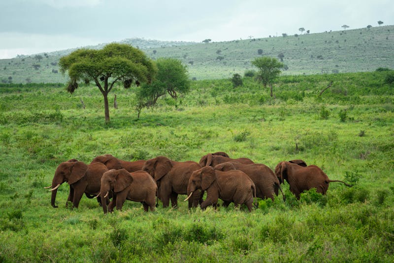 African Bush Elephant (Loxodonta africana) in Lumo Conservancy, Kenya  - ©Suzie - stock.adobe.com