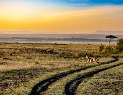 antelope-4121962 1920 – ©