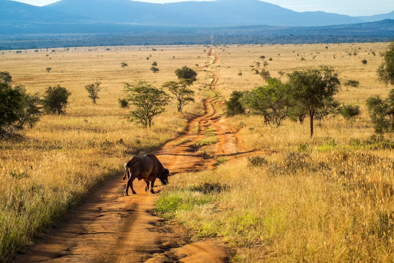 Tsavo East Nationalpark - ©Alexandra Henle - stock.adobe.com