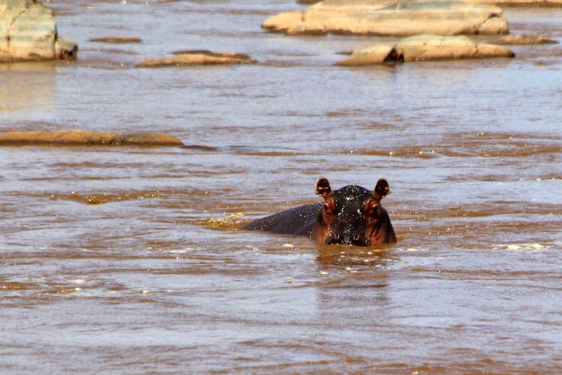 Tsavo East Nationalpark - ©Copyright © by Frank Fritzsche and MALINDI.INFO
