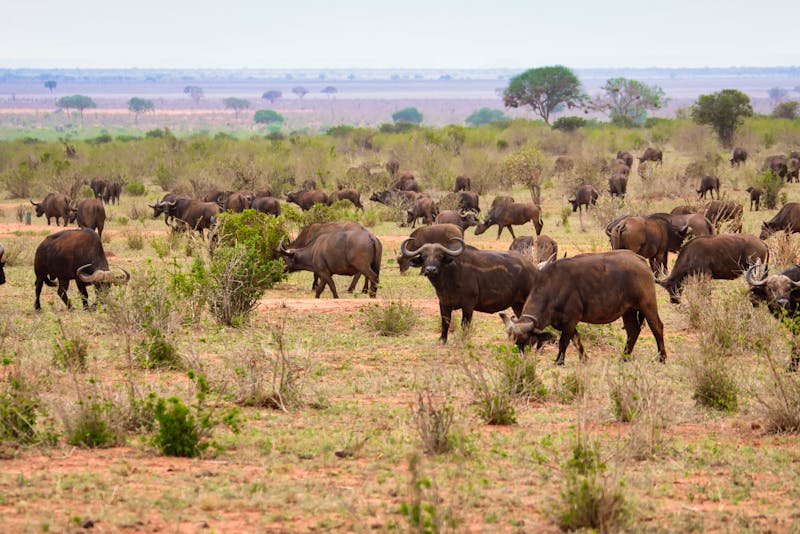 Büffel im Nationalpark Tsavo  - ©Mit *HPS* auf Reisen - stock.adobe.com
