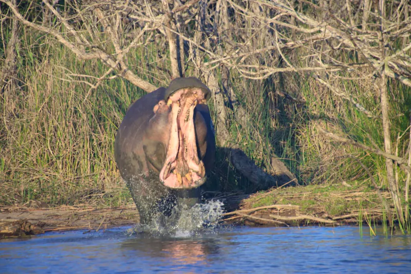 Flusspferdsafari auf dem St. Lucia - Südafrika - &copy;Sten Bernhardt - Eberhardt TRAVEL