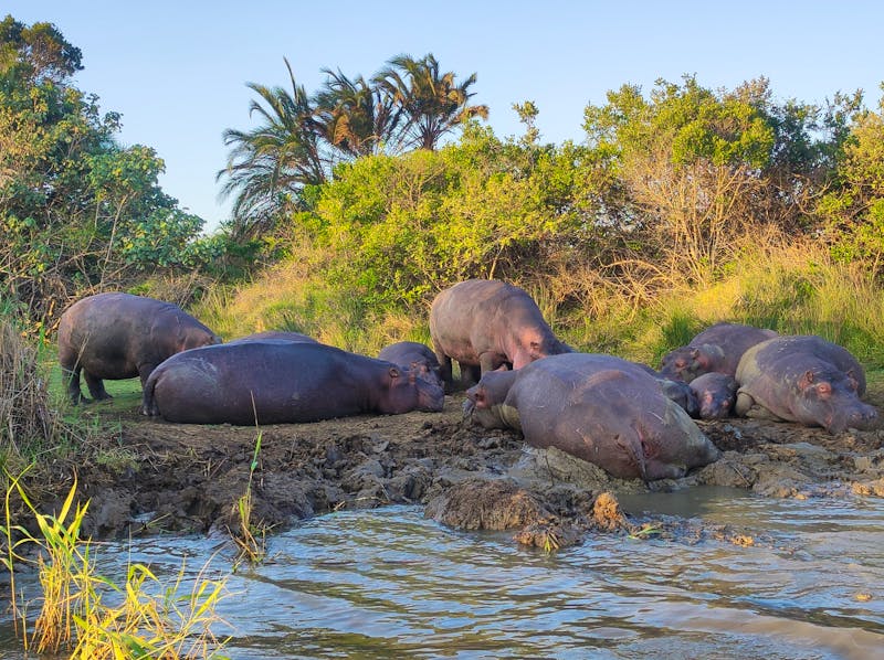 Flusspferdsafari auf dem St. Lucia - Südafrika - &copy;Sten Bernhardt - Eberhardt TRAVEL