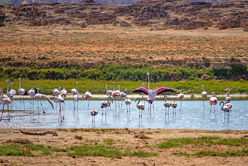 Flamingos in Khor Rori bei Salalah im Oman - ©Stefan - stock.adobe.com
