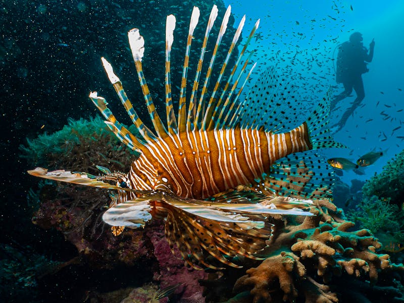 Tauchen im Roten Meer - ein Rotfeuerfisch im Korallenriff  - ©Dan - stock.adobe.com