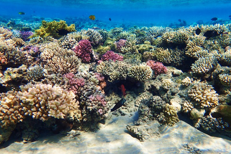 Korallenriff im Roten Meer in der Makadi Bay - ©jonnysek - stock.adobe.com