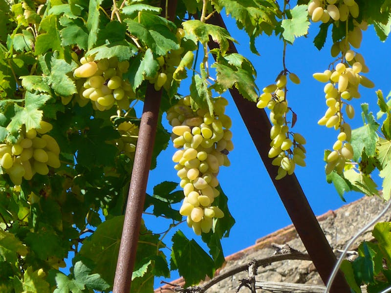 Weintrauben in Pollica im Cilento - ©Ria Heilmann - Eberhardt TRAVEL