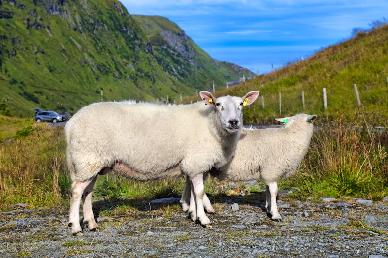 Schafe auf der Halbinsel Stadlandet in Westnorwegen - ©Tupungato - stock.adobe.com